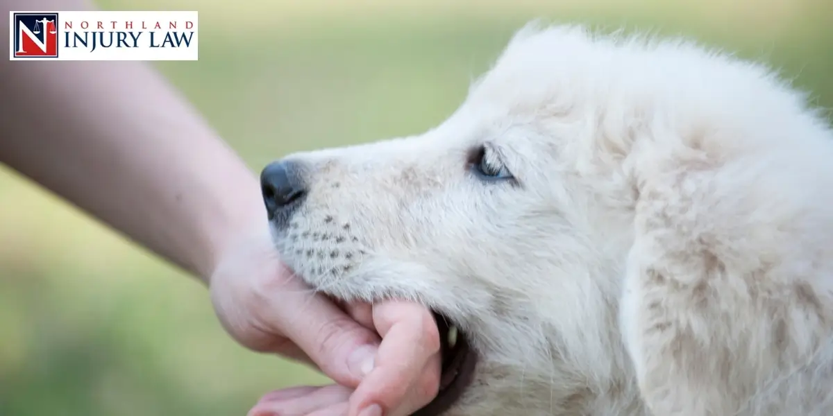 Kansas City Dog Bite Lawyers